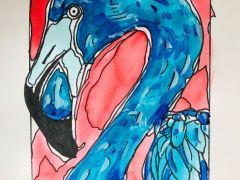 flamand-bleu-R